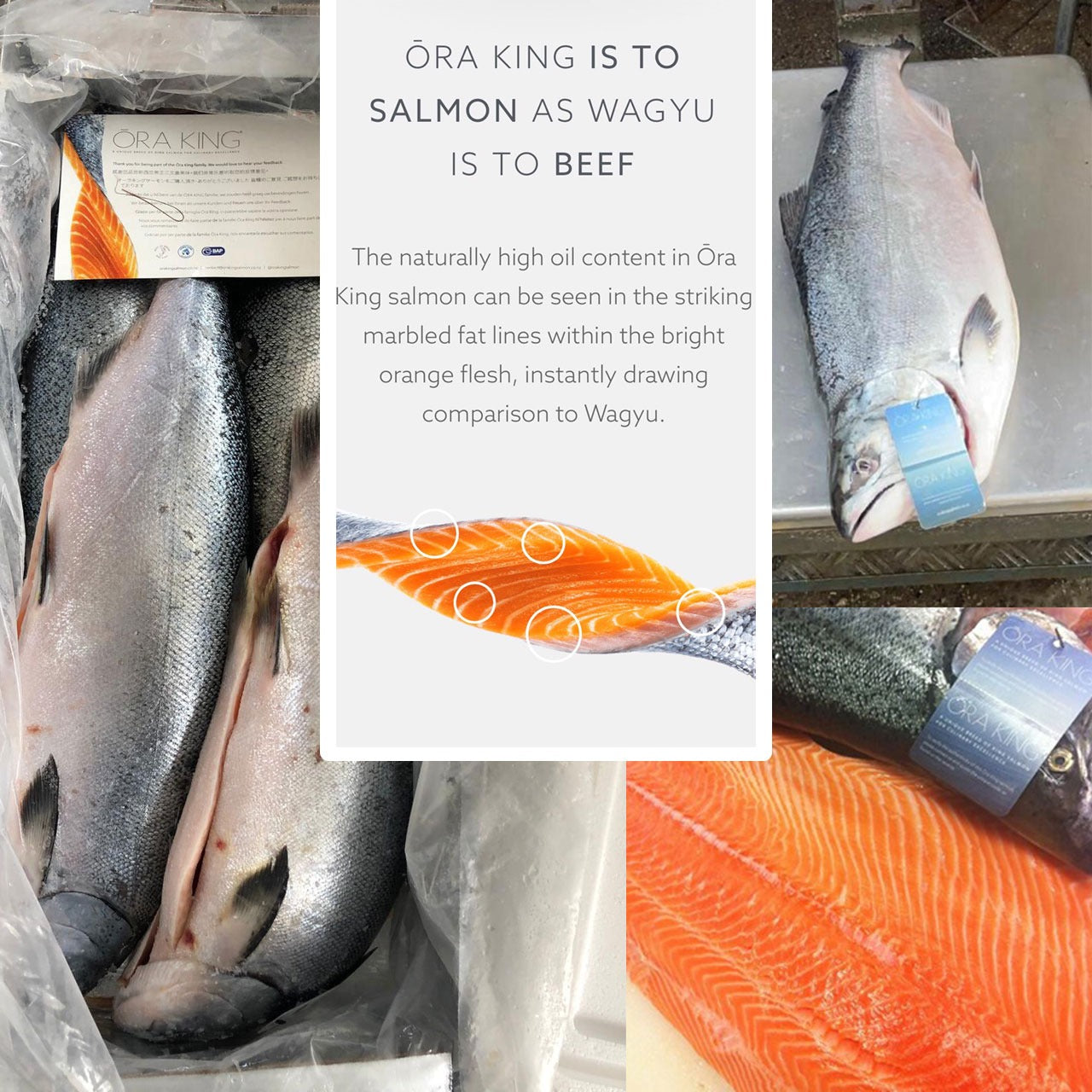 Fresh New Zealand Ora King Salmon / 新鮮空運紐西蘭 Ora King 三文魚