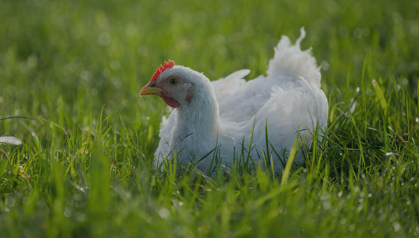 New Zealand Bostock 100% Organic Free Range Whole Chicken 1.2kg /優質紐西蘭有機自由放養原隻雞 1.2kg