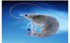 New Caledonia Cristal-blue Prawns / 法國 ASC 水晶藍蝦 1kg (21-30pc)